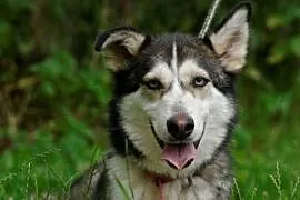 Duśka bardzo przyjacielska sunia w typie siberian husky szuka domu, Kundelki cała Polska