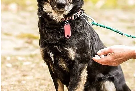 Rosi - piękna panna czeka na opiekuna :)
