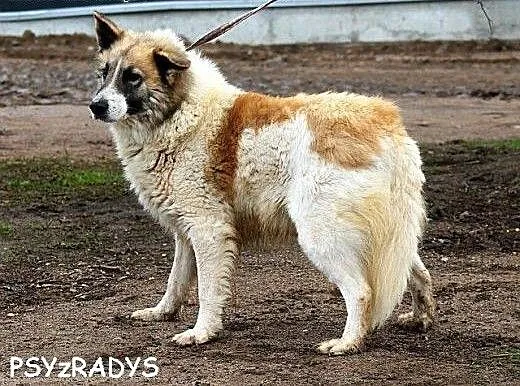 NISSAN piękny, duży, owczarkowaty, łagodny pies,