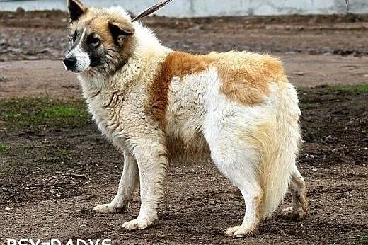 NISSAN piękny, duży, owczarkowaty, łagodny pies,  