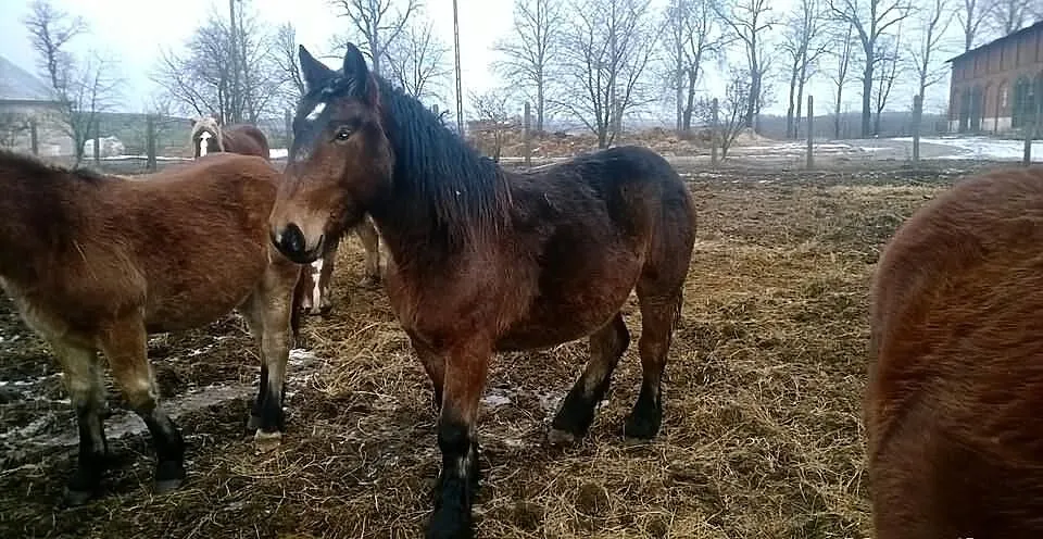 ZREBICE Zimnokrwiste z Mocnym Pochodzeniem