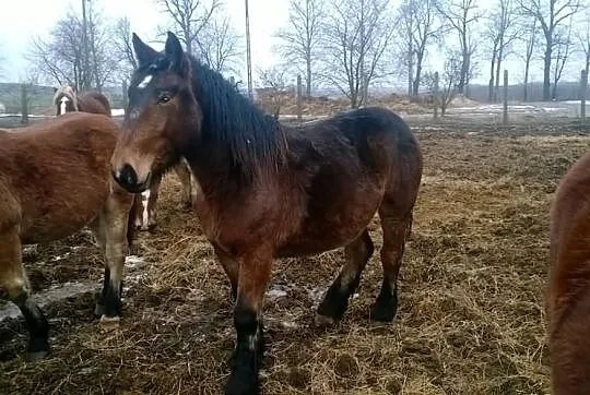 ZREBICE Zimnokrwiste z Mocnym Pochodzeniem