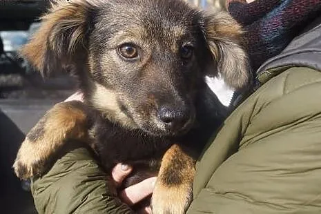 Boni, 3 miesięczna suczka SZCZENIAK do adopcji,  Kundelki cała Polska