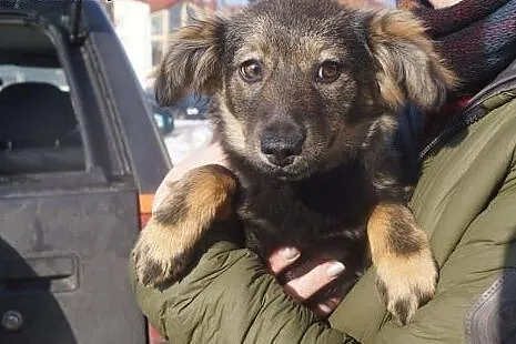Boni, 3 miesięczna suczka SZCZENIAK do adopcji,  K