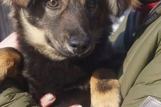 Boni, 3 miesięczna suczka SZCZENIAK do adopcji,  K