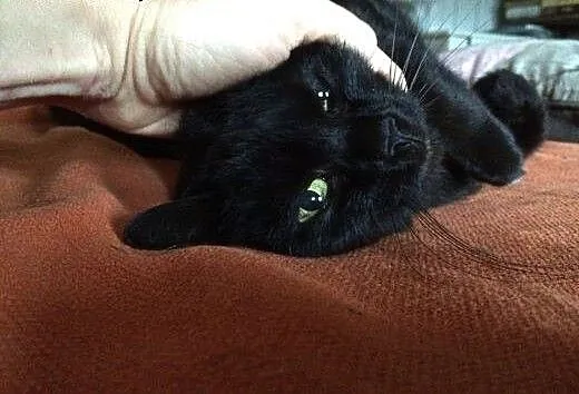 Lilka - kocia dama do adopcji, dolnośląskie Jelen