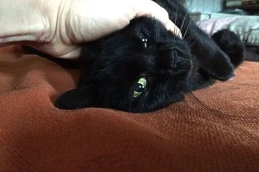 Lilka - kocia dama do adopcji,  dolnośląskie Jelen