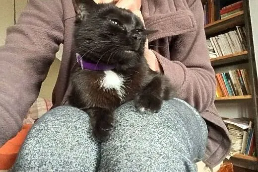 Lilka - kocia dama do adopcji,  dolnośląskie Jelen