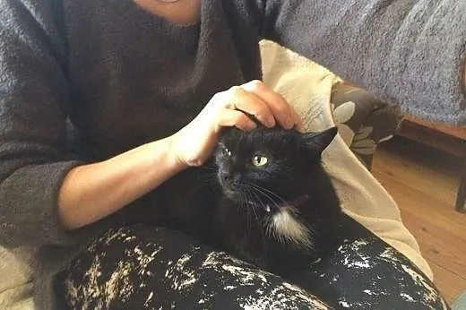 Lilka - kocia dama do adopcji,  dolnośląskie Jelen