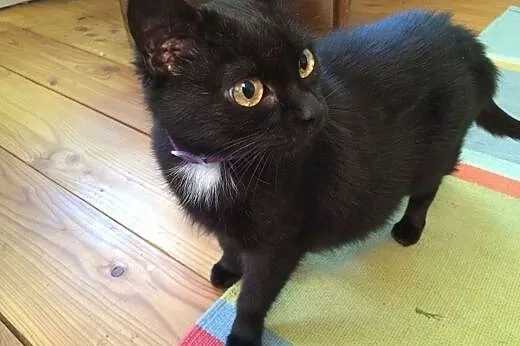 Lilka - kocia dama do adopcji,  dolnośląskie Jelen