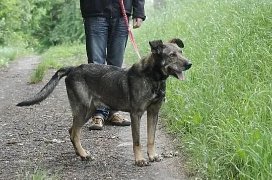 Walker - olbrzym o gołębim sercu