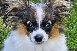 Dostępna!! sunia rasy Papillon