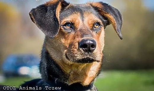OTOZ Animals - Guss - cudowny szczeniak o wielkim