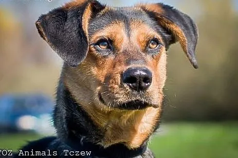 OTOZ Animals - Guss - cudowny szczeniak o wielkim 