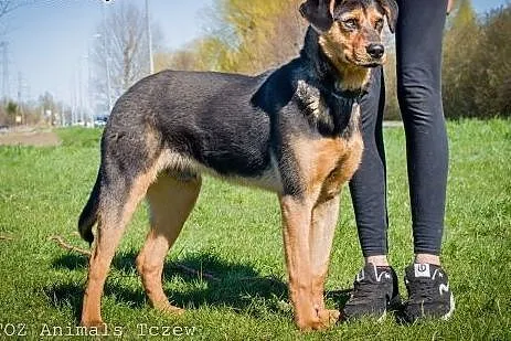 OTOZ Animals - Guss - cudowny szczeniak o wielkim 