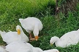 Sprzedam Gęsi znoszące jajka i Gąsiory