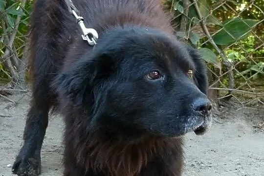 Szuka domu