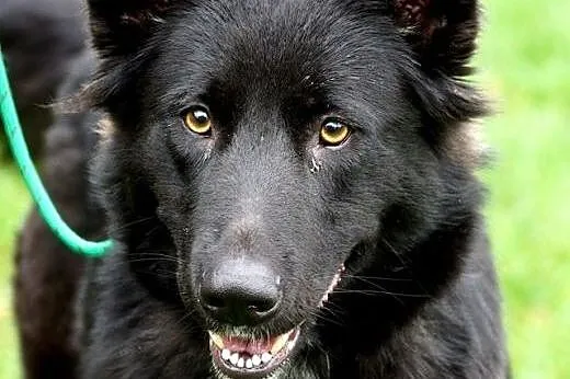 Linda energiczna sunia do adopcji!,  Kundelki cała