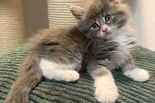 Maine Coon Srebny z białym klasycznie pręgowany