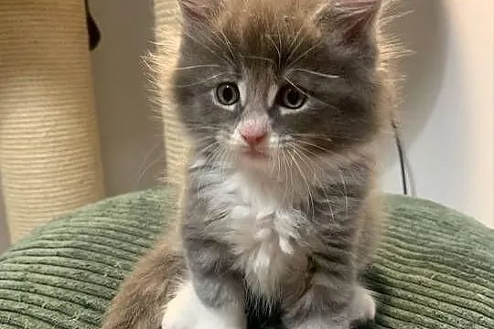 Maine Coon Srebny z białym klasycznie pręgowany, Mazowieckie, Warszawa
