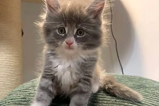 Maine Coon Srebny z białym klasycznie pręgowany, Mazowieckie, Warszawa