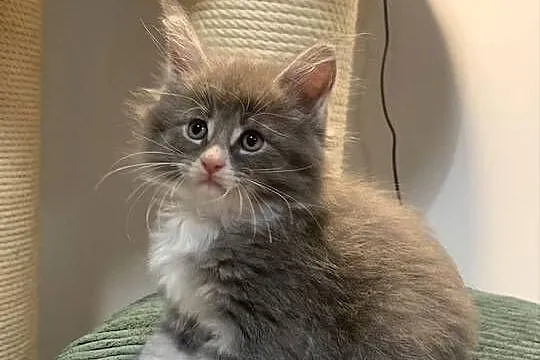 Maine Coon Srebny z białym klasycznie pręgowany, Mazowieckie, Warszawa