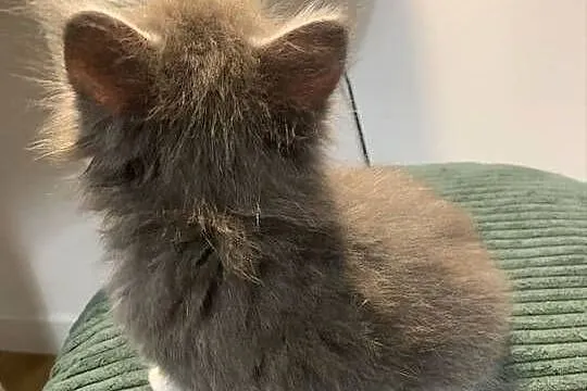 Maine Coon Srebny z białym klasycznie pręgowany, Mazowieckie, Warszawa