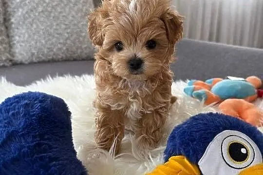 Maltipoo xxs pieski