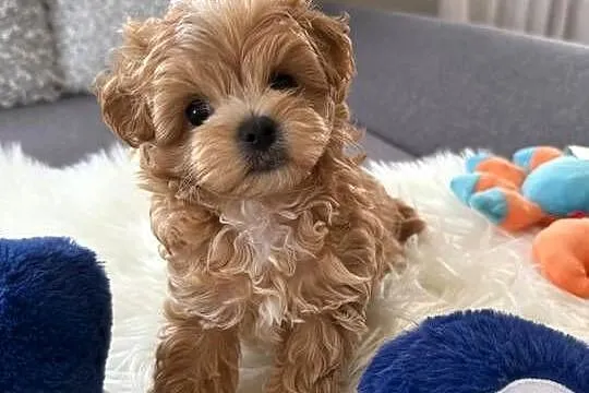 Maltipoo xxs pieski, Mazowieckie, Lipsko