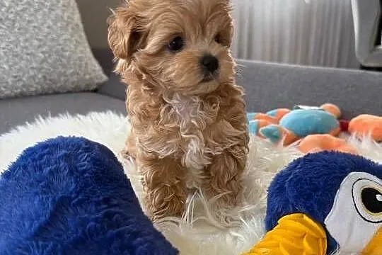 Maltipoo xxs pieski, Mazowieckie, Lipsko
