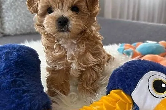 Maltipoo xxs pieski, Mazowieckie, Lipsko