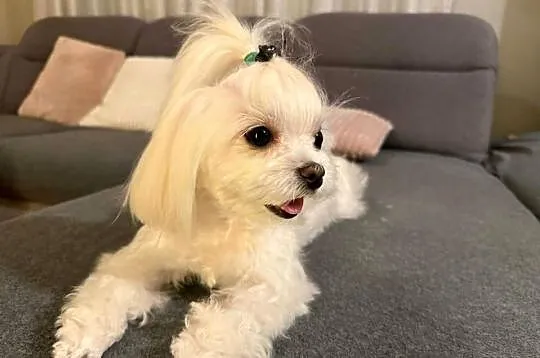 Maltipoo xxs pieski, Mazowieckie, Lipsko