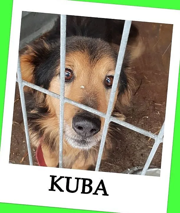 3 letni,mały przekochany,grzeczny,przytulaśny,zaszczepiony psiak KUBA.Adopcja., , Wrocław