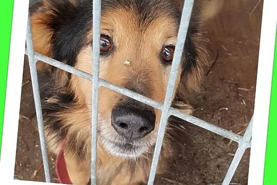 3 letni,mały przekochany,grzeczny,przytulaśny,zaszczepiony psiak KUBA.Adopcja., , Wrocław