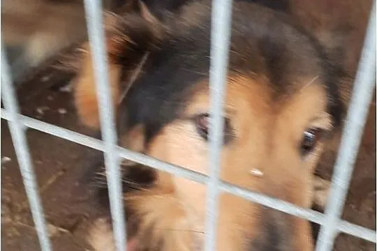 3 letni,mały przekochany,grzeczny,przytulaśny,zaszczepiony psiak KUBA.Adopcja., , Wrocław