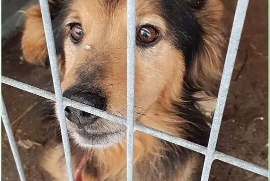 3 letni,mały przekochany,grzeczny,przytulaśny,zaszczepiony psiak KUBA.Adopcja., , Wrocław