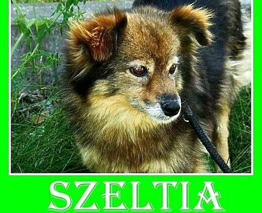 7kg,mała,łagodna,spokojna,grzeczna suczka do towar