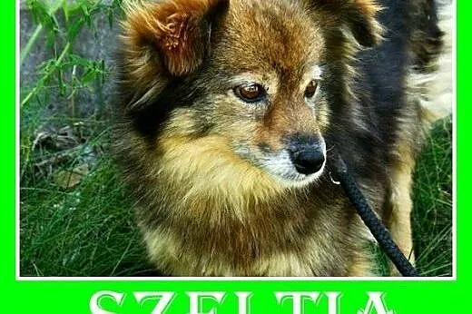 7kg,mała,łagodna,spokojna,grzeczna suczka do towar