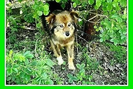 7kg,mała,łagodna,spokojna,grzeczna suczka do towar