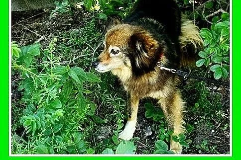 7kg,mała,łagodna,spokojna,grzeczna suczka do towar