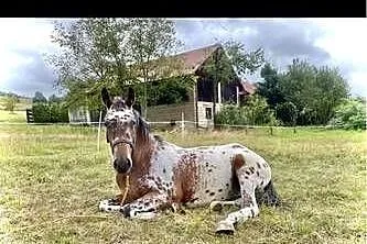 Nauka jazdy konnej, tereny, hipoterapia, Podkarpackie, Stępina