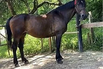 Nauka jazdy konnej, tereny, hipoterapia, Podkarpackie, Stępina