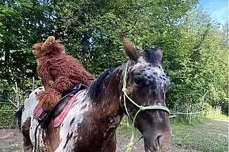 Nauka jazdy konnej, tereny, hipoterapia, Podkarpackie, Stępina