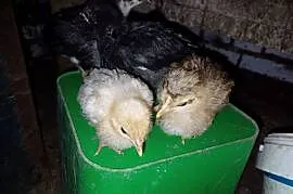 Sprzedam 5 kurczaków