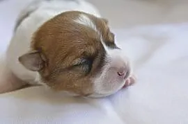 Jack Russell Terrier Topik, Brzeziny
