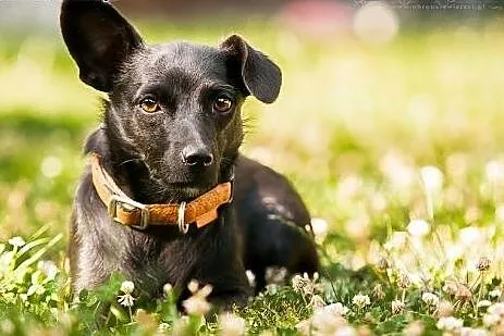 ZETKA –  młoda, mini sunia do ADOPCJI...