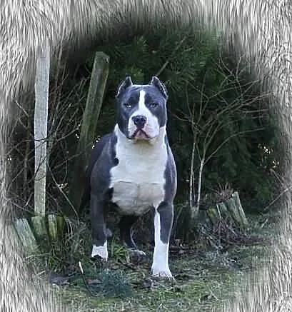 American Pit Bull Blue Nose XXL
