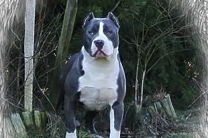 American Pit Bull Blue Nose XXL