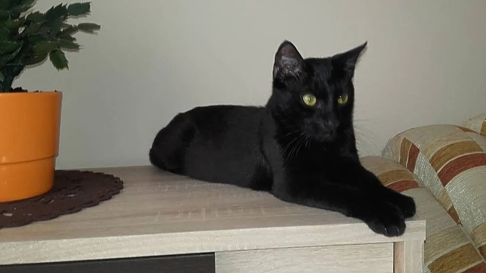 Roczny kocur Demon szuka domu