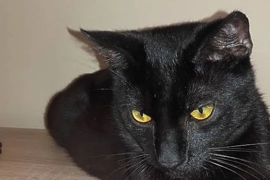 Roczny kocur Demon szuka domu